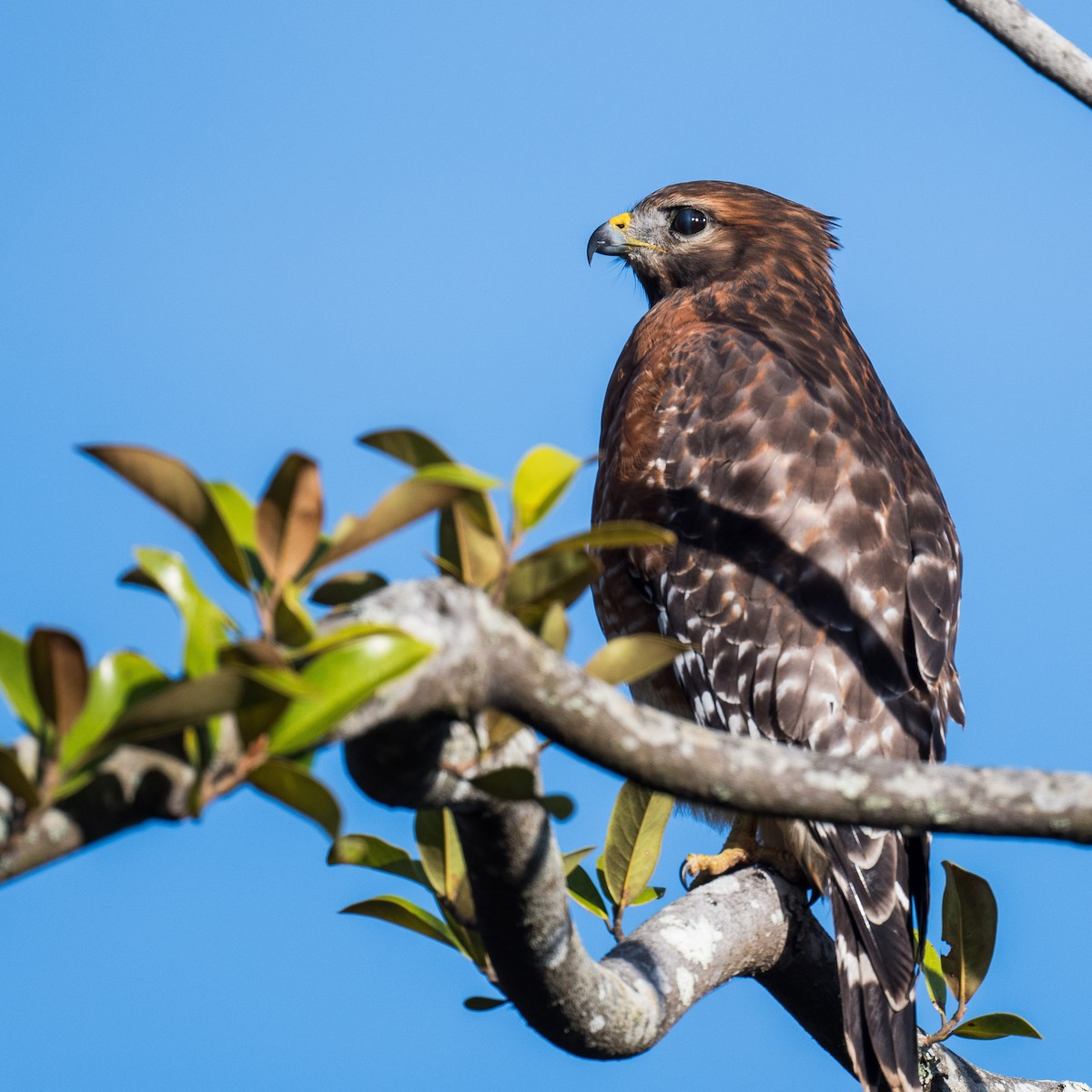 Red-shouldered Hawk - ML625244981