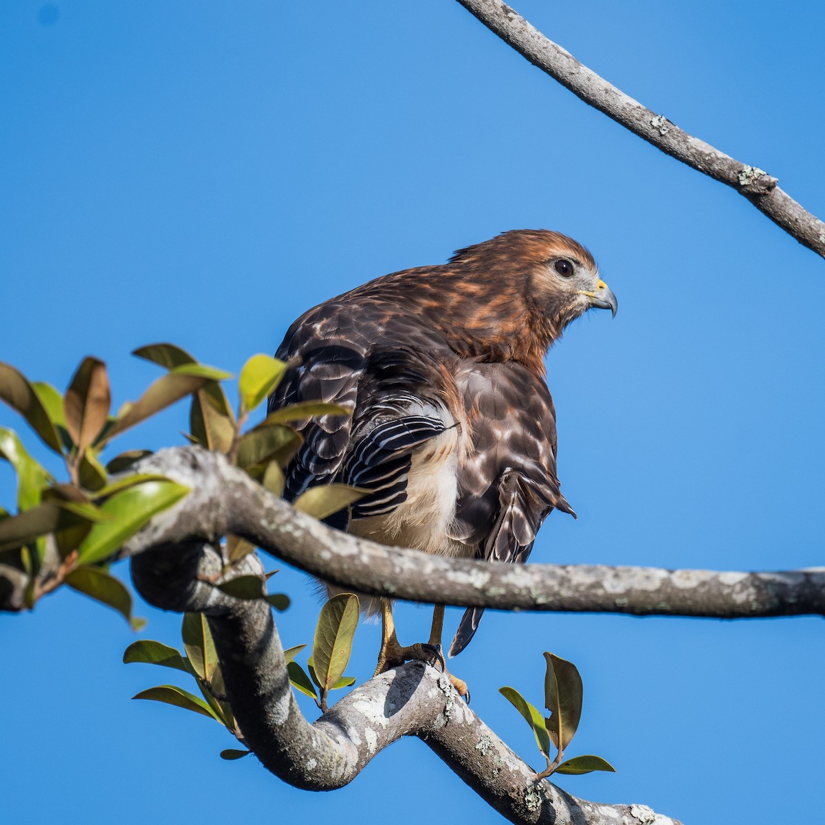 Red-shouldered Hawk - Liling Warren