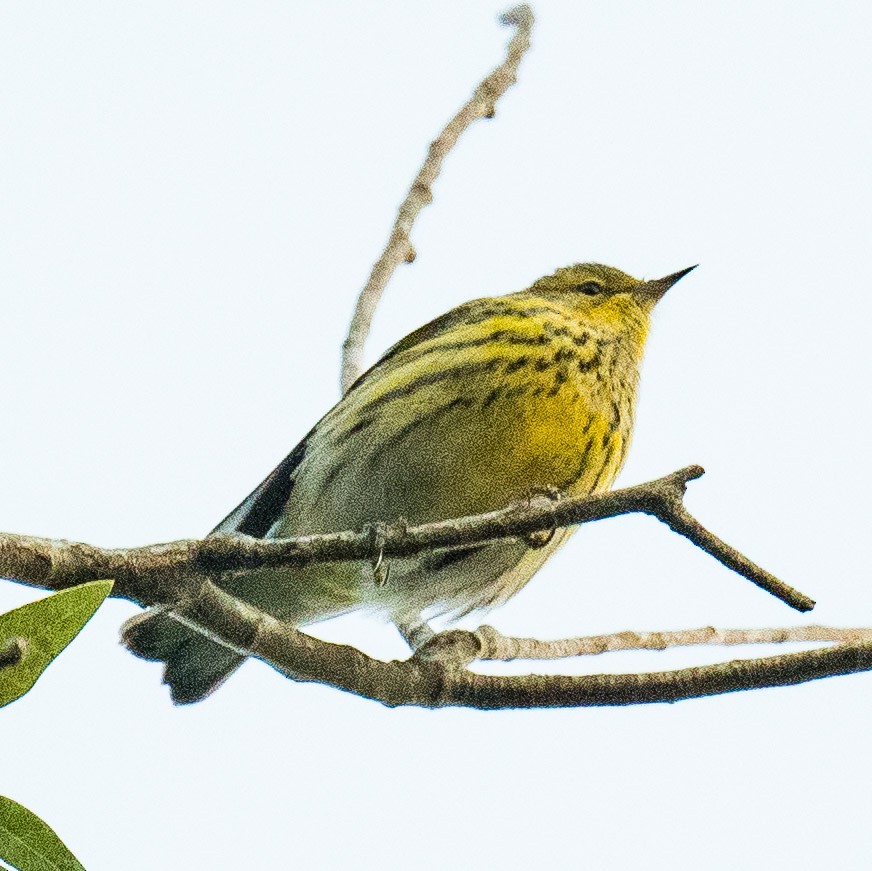 Cape May Warbler - ML625244987