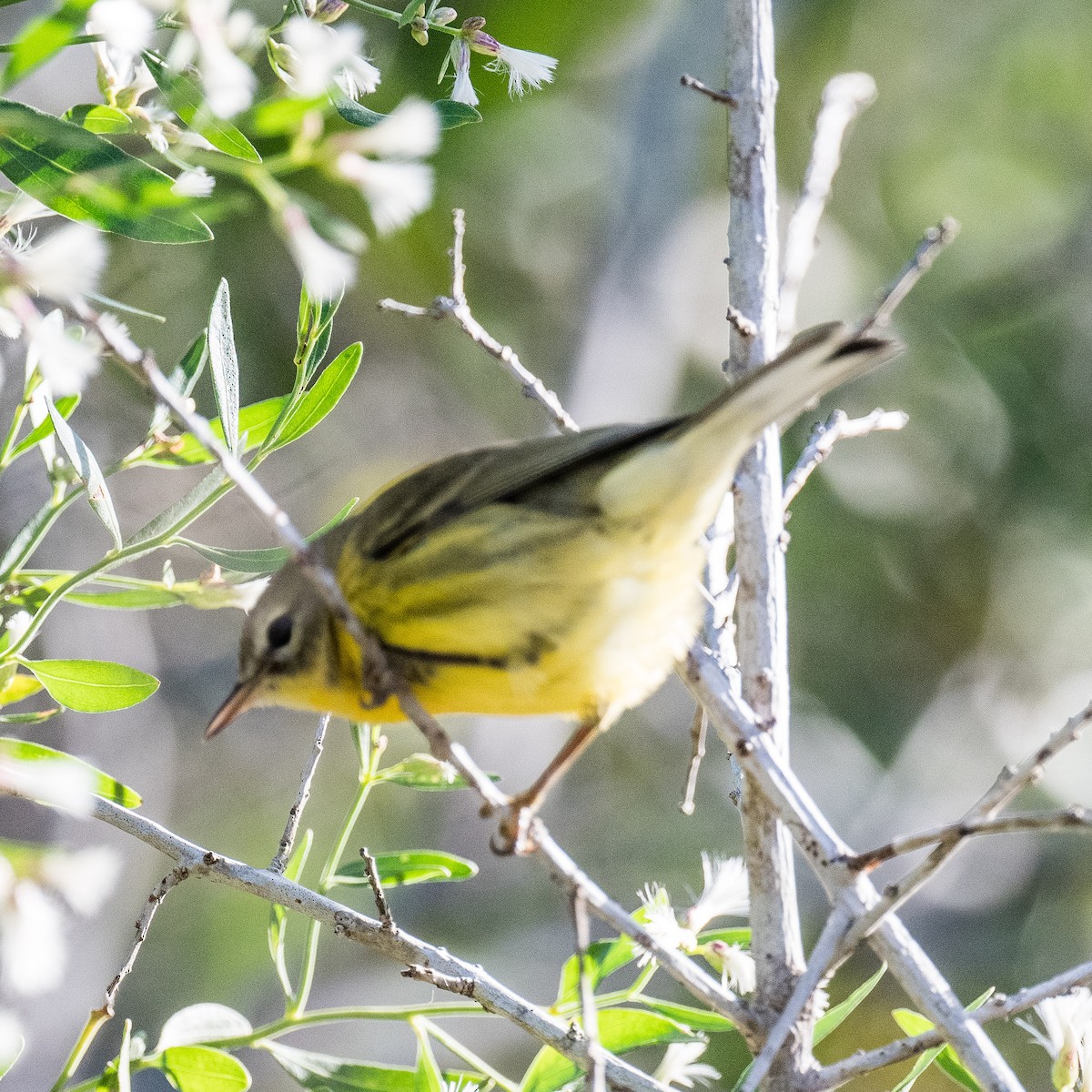 Prairie Warbler - ML625244988