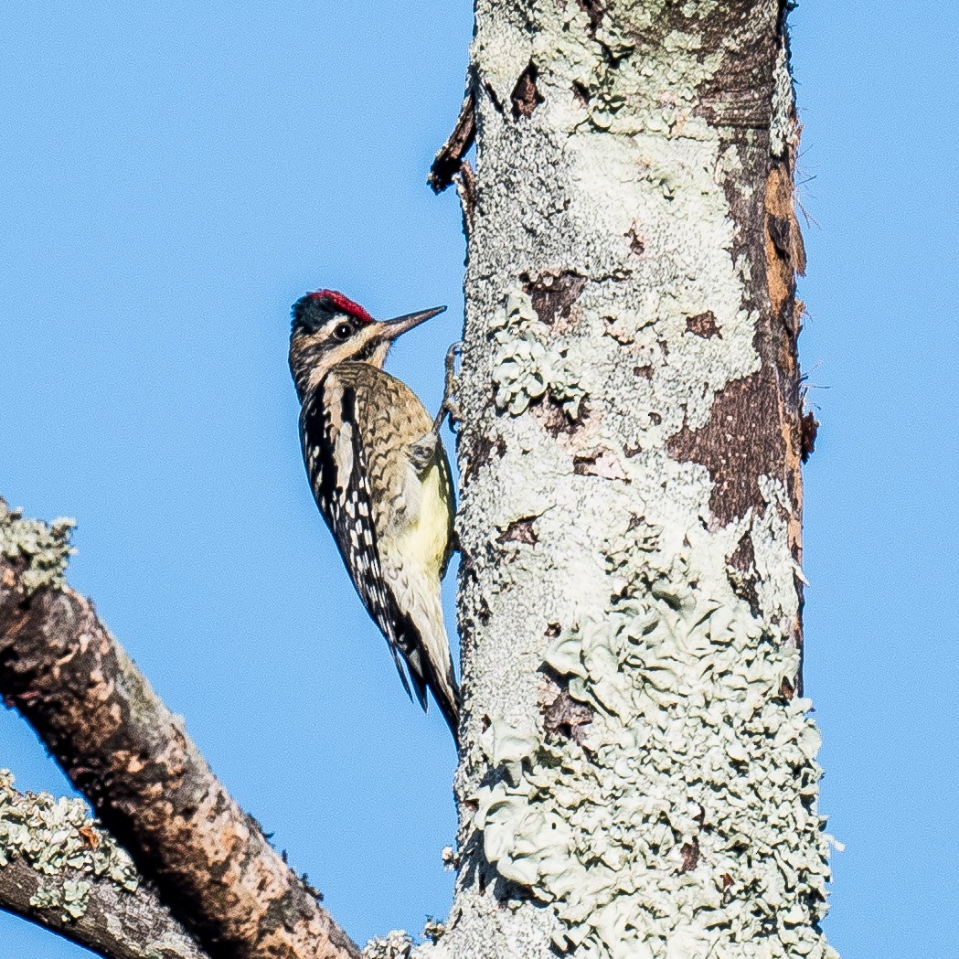 Yellow-bellied Sapsucker - ML625245095