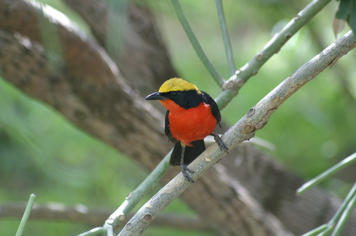 Yellow-crowned Gonolek - Mike Pennington