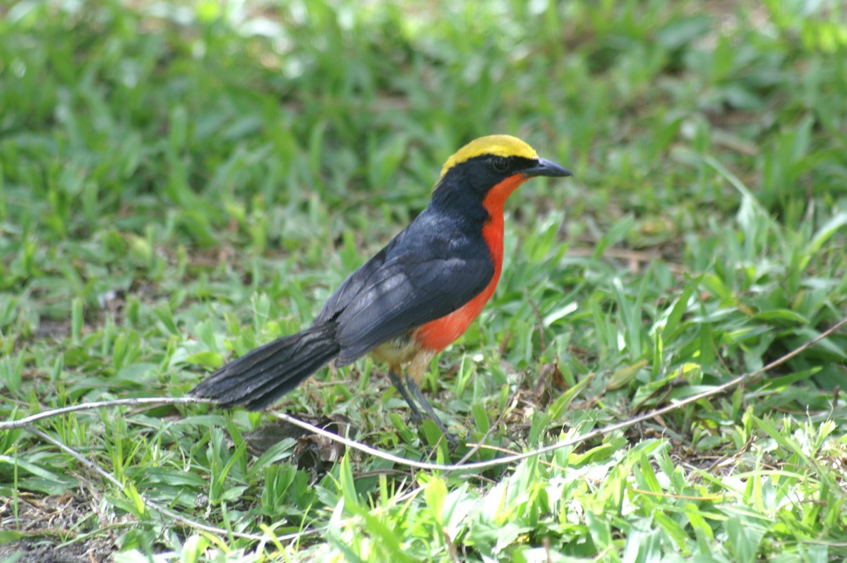 Yellow-crowned Gonolek - Mike Pennington