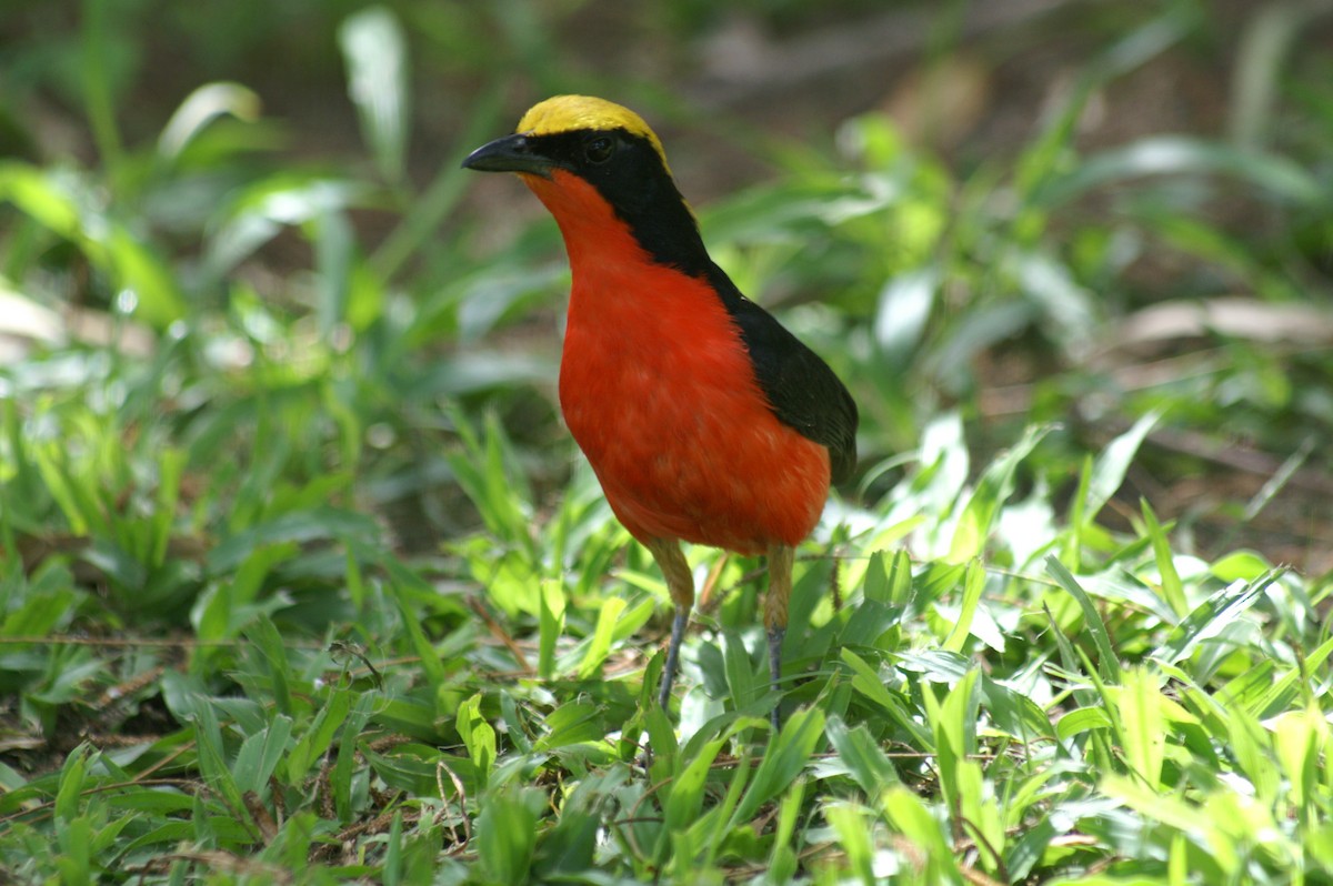 Yellow-crowned Gonolek - Mike Pennington