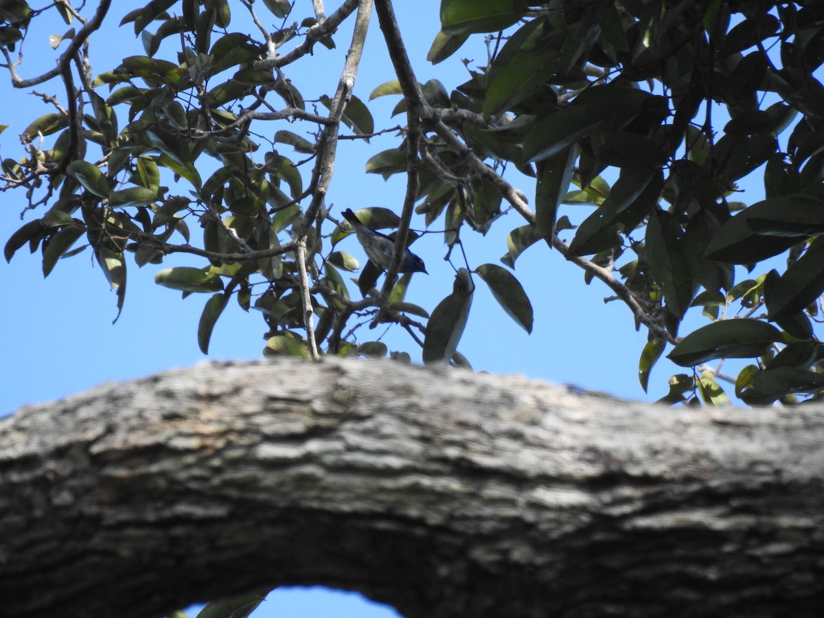 White-bellied Dacnis - ML625245335