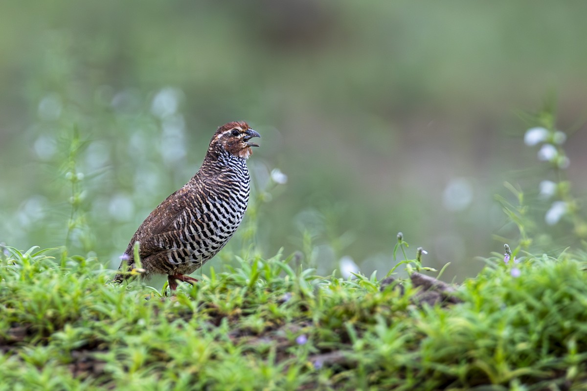 Rock Bush-Quail - ML625245352