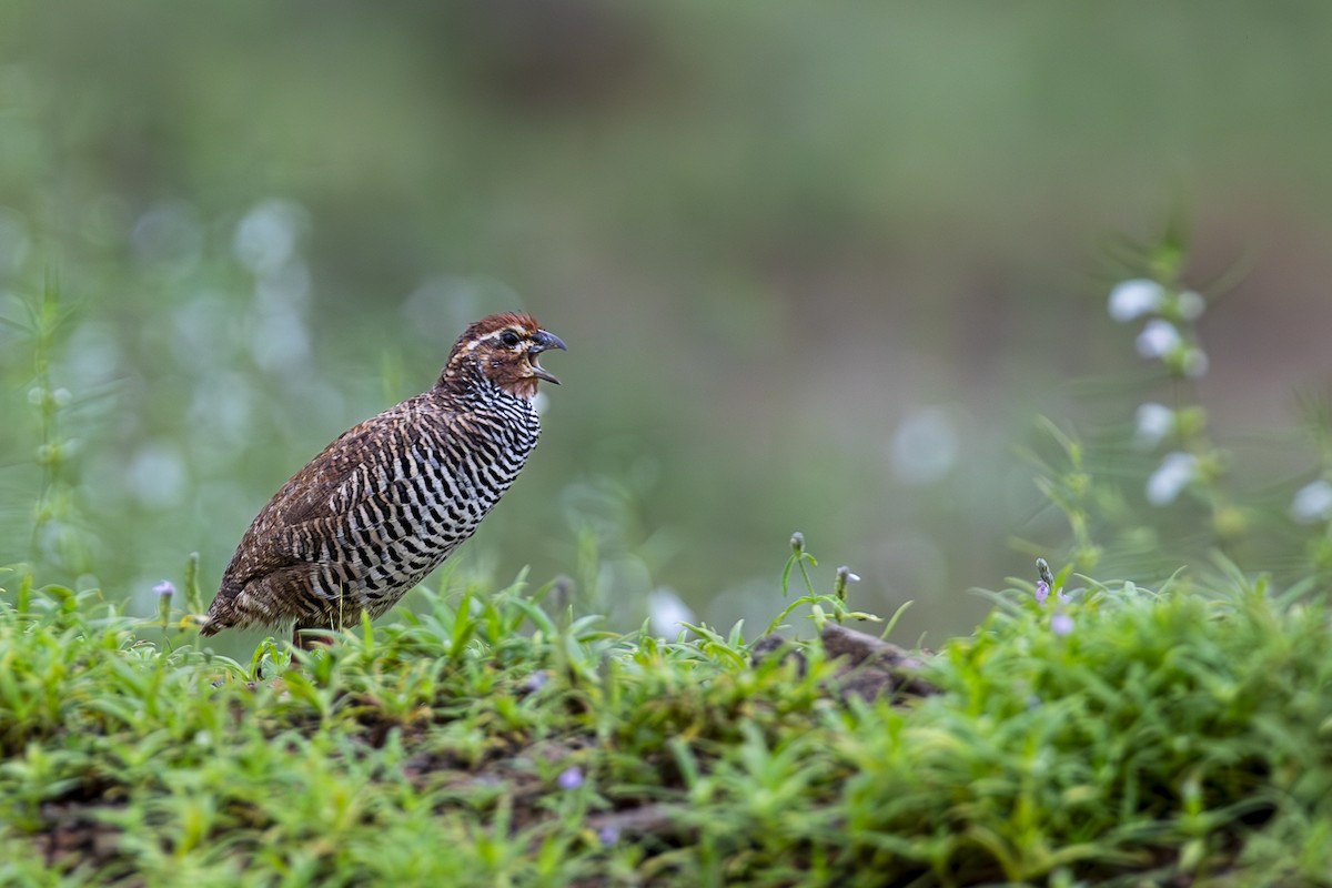 Rock Bush-Quail - ML625245353