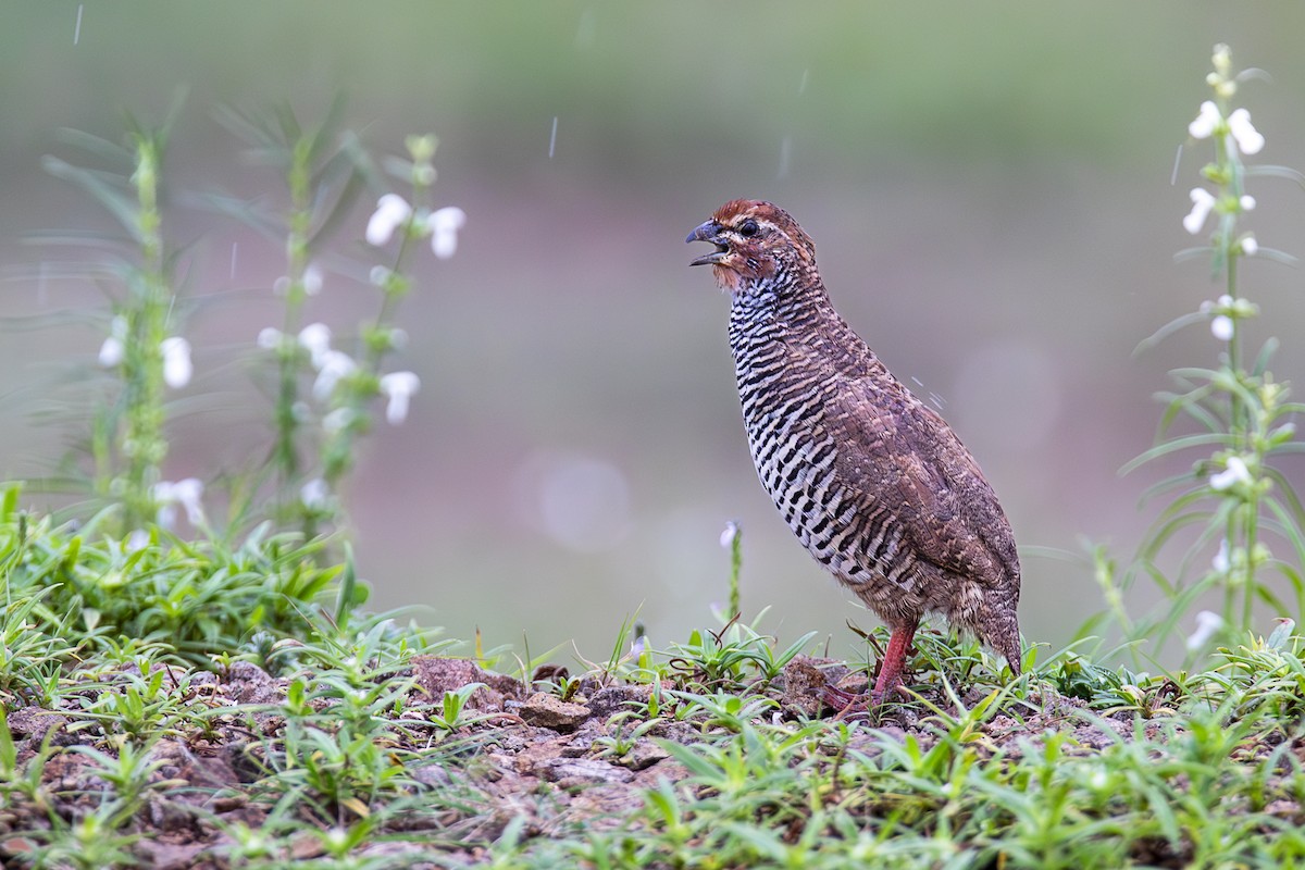 Rock Bush-Quail - Amit Shankar Pal