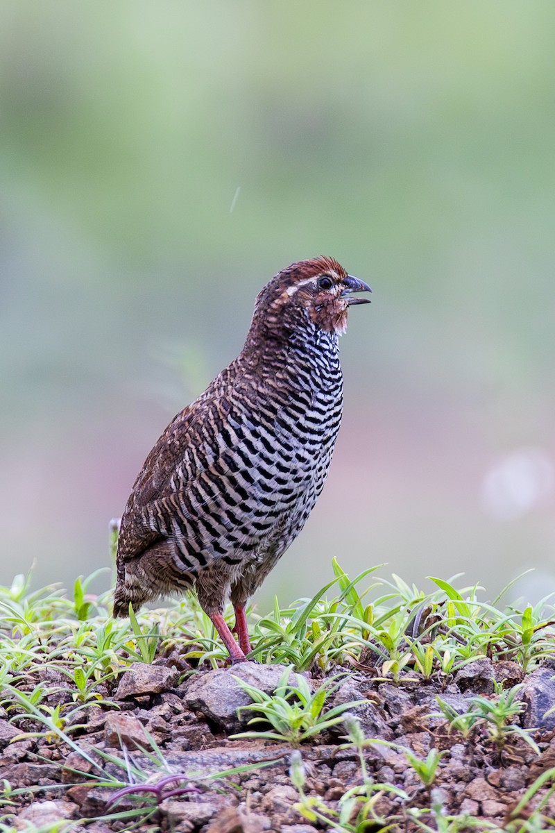 Rock Bush-Quail - ML625245355