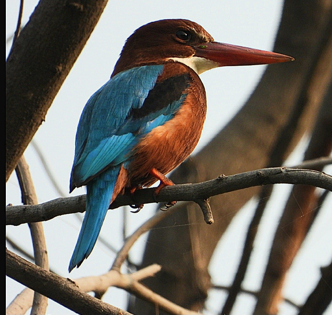 White-throated Kingfisher - ML625245401