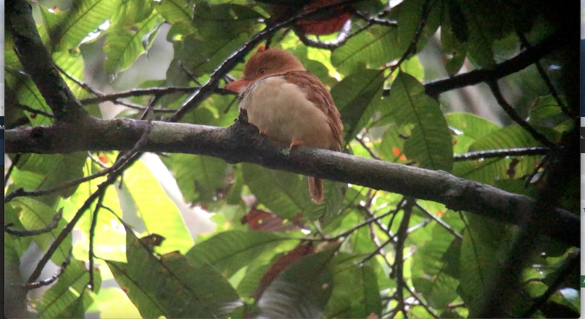 Collared Puffbird - ML625245791