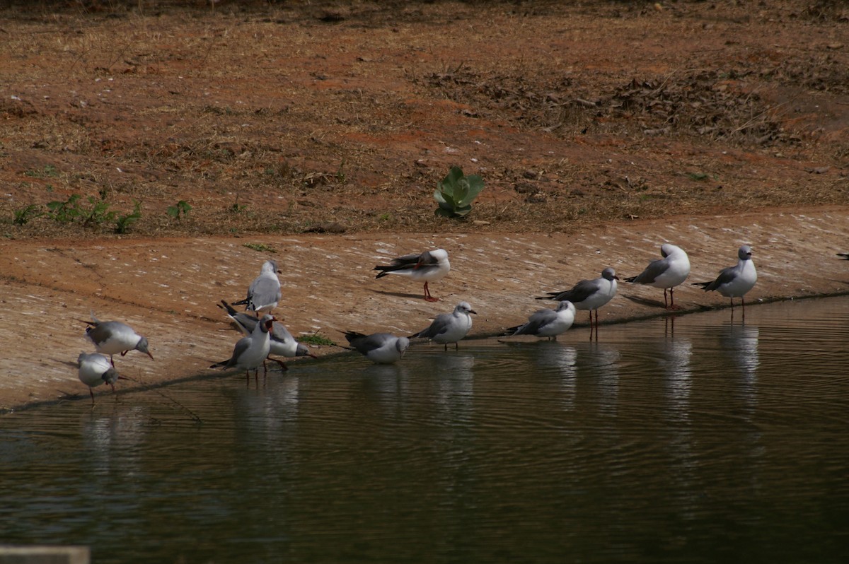 Gray-hooded Gull - Mike Pennington