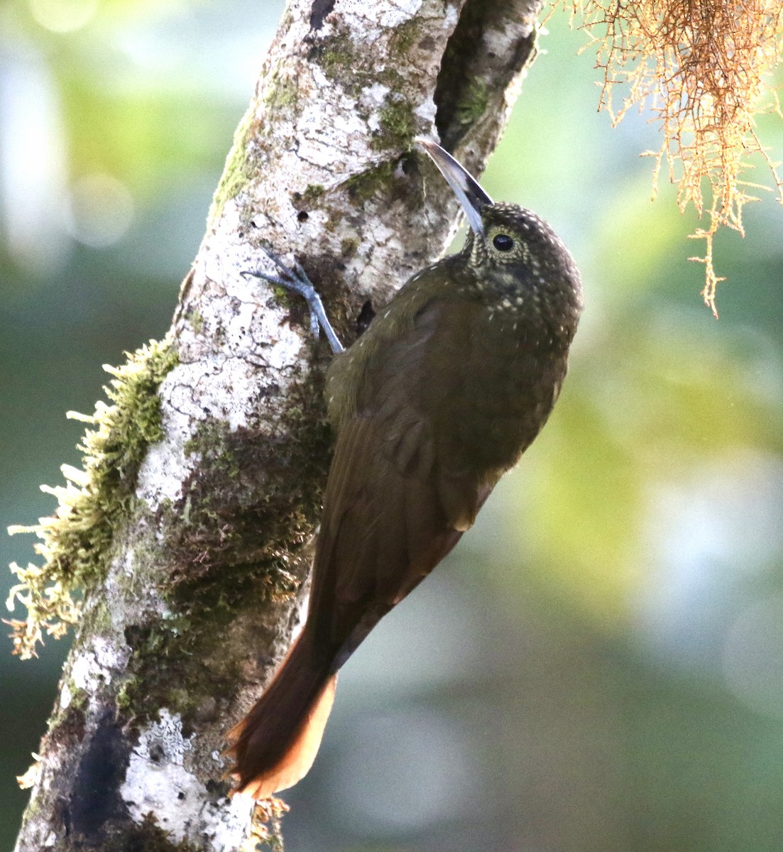 Olive-backed Woodcreeper - ML625245928