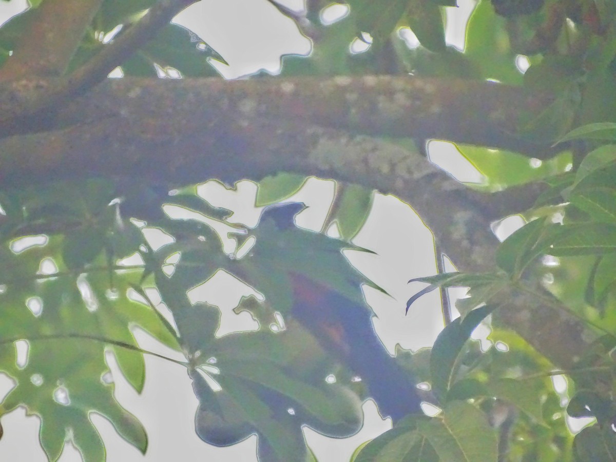 Chestnut-winged Cuckoo - Debjit  Mukherjee