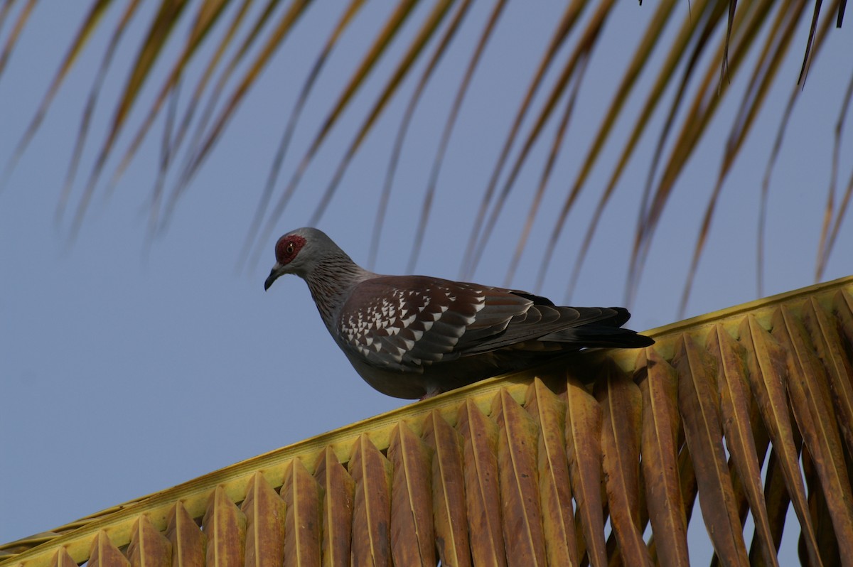 Pigeon roussard - ML625245947
