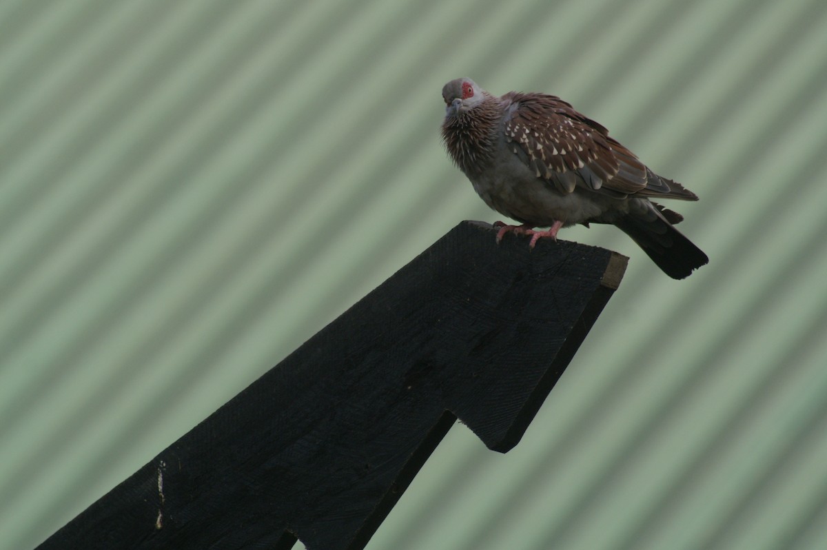 Pigeon roussard - ML625245949