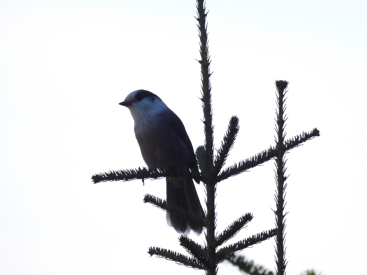 Canada Jay - ML625246150