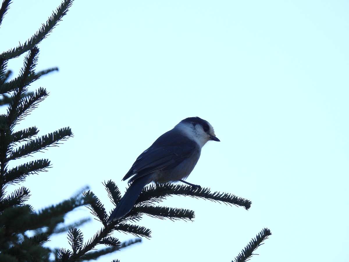 Canada Jay - ML625246151