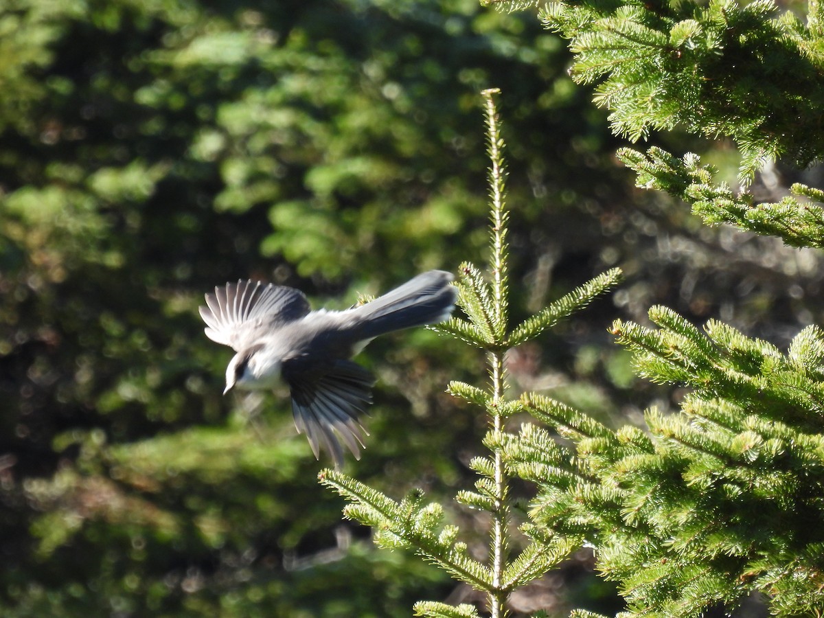 Canada Jay - ML625246152