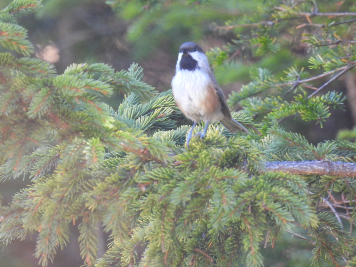 Boreal Chickadee - ML625246171