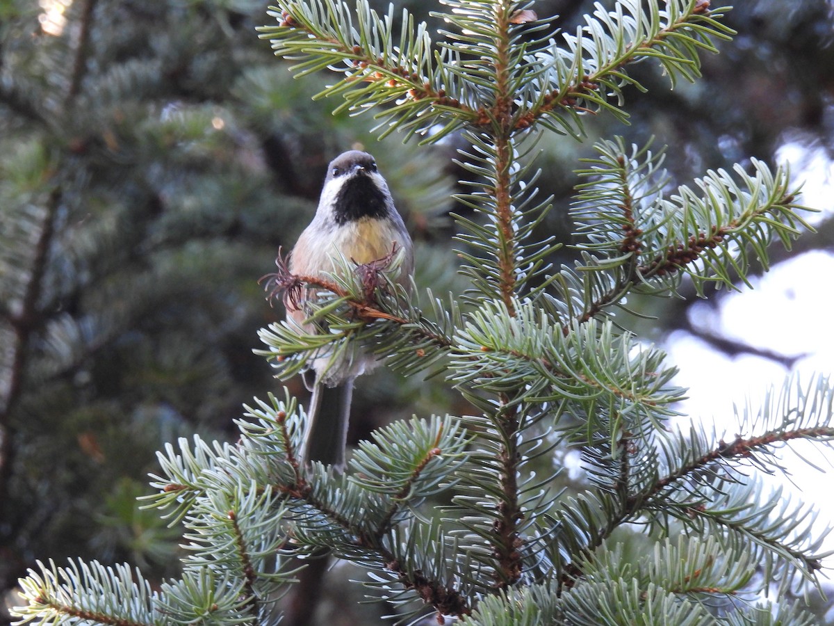 Boreal Chickadee - ML625246172