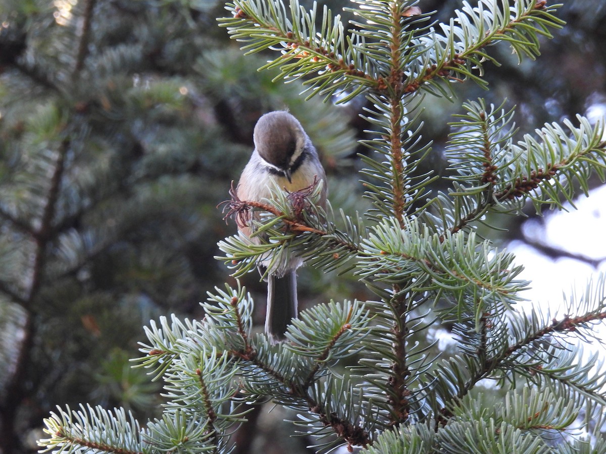 Boreal Chickadee - ML625246173
