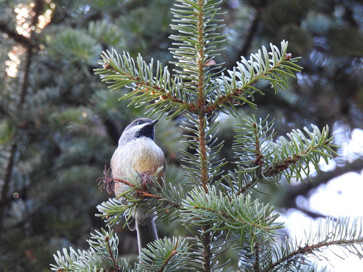 Boreal Chickadee - ML625246174