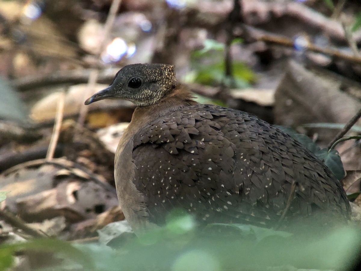 White-throated Tinamou - ML625246191