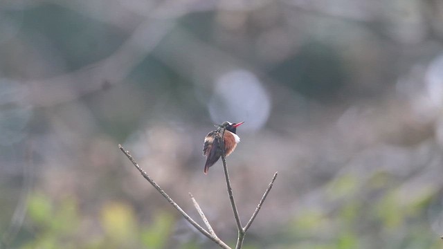 White-crested Coquette - ML625246230