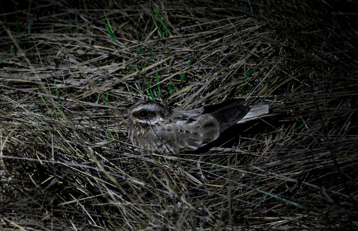 White-winged Nightjar - ML625246271