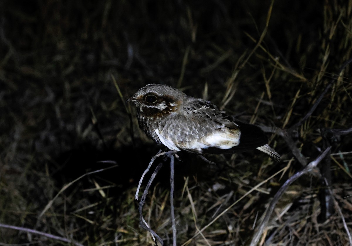 White-winged Nightjar - ML625246279