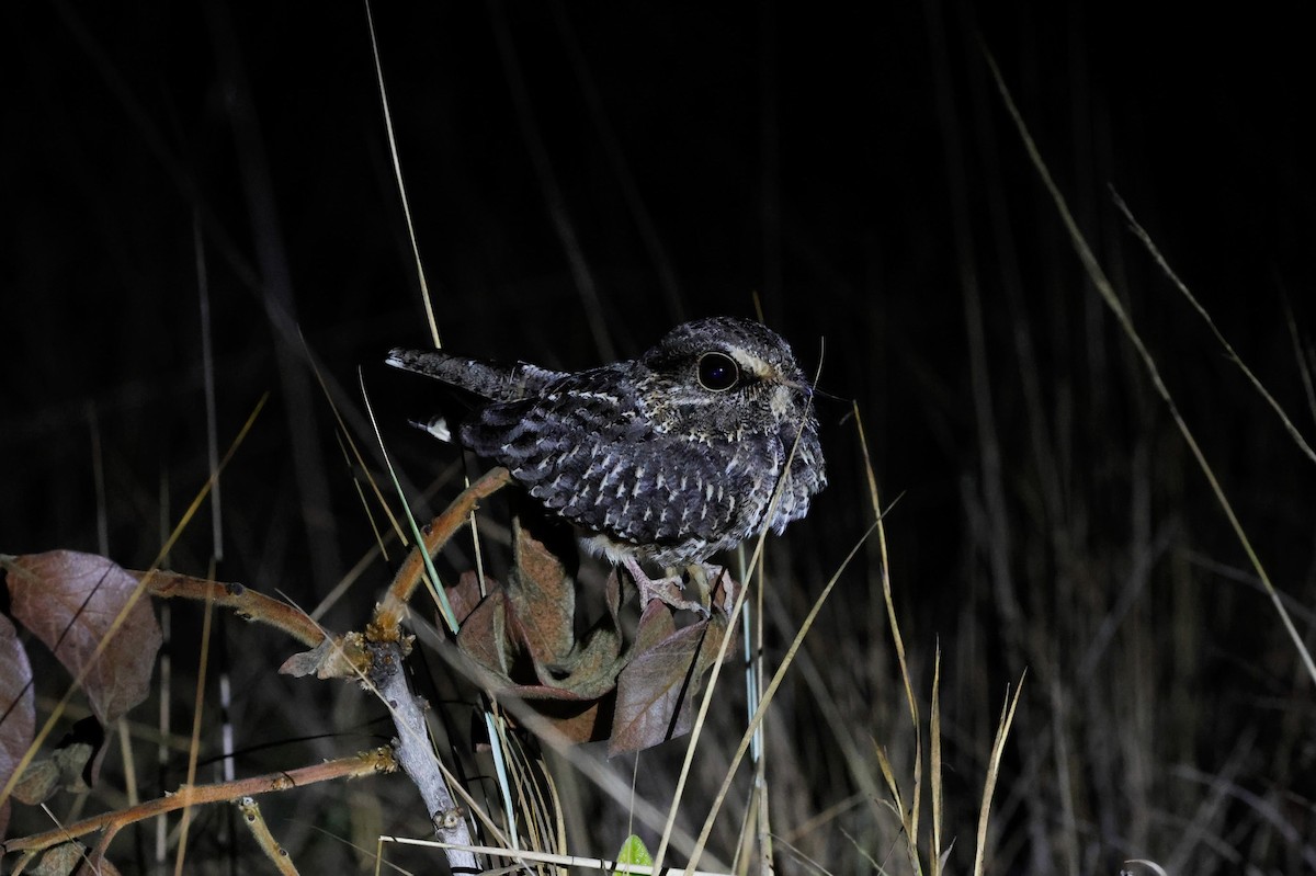 White-winged Nightjar - ML625246280