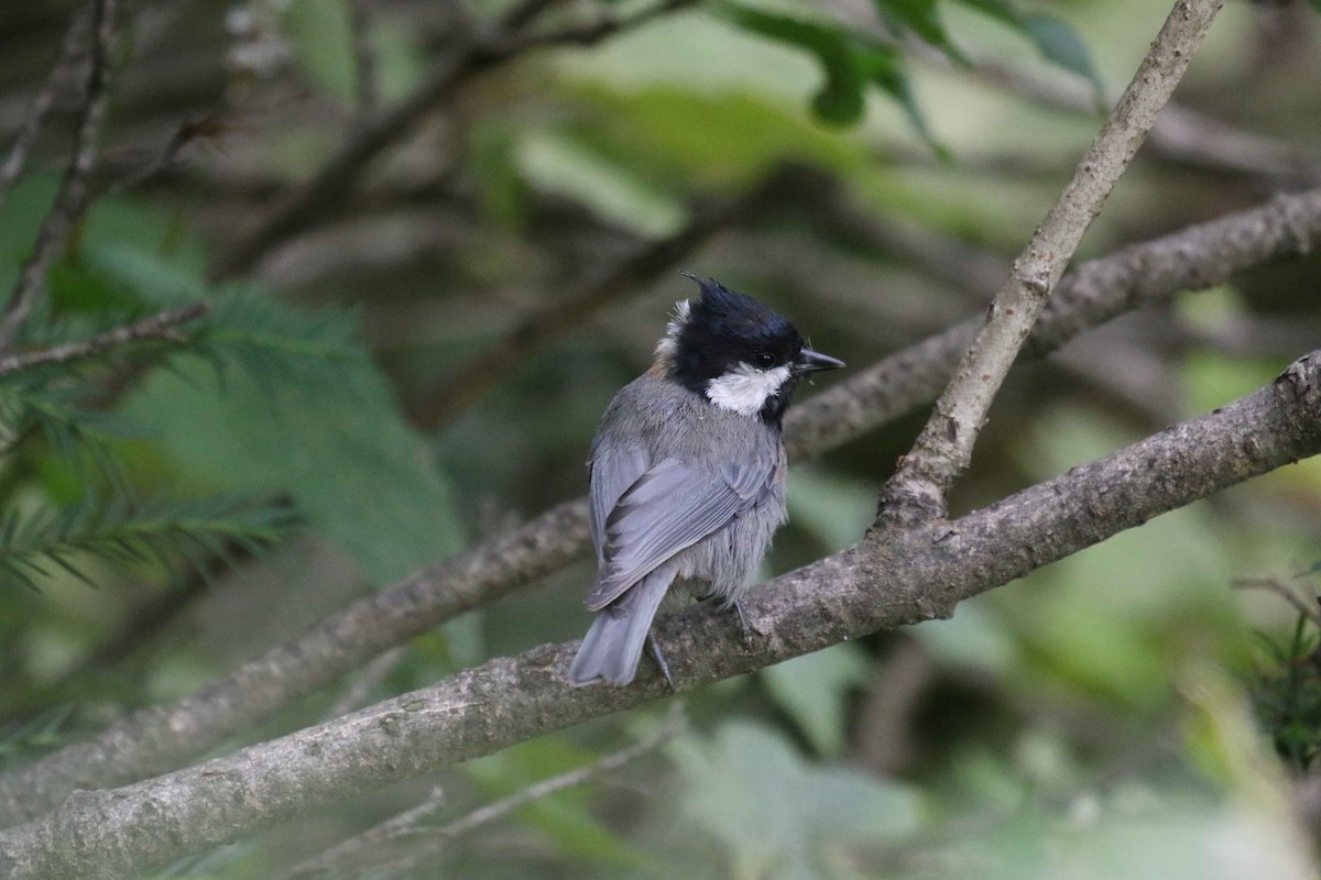 Rufous-naped Tit - ML625246310