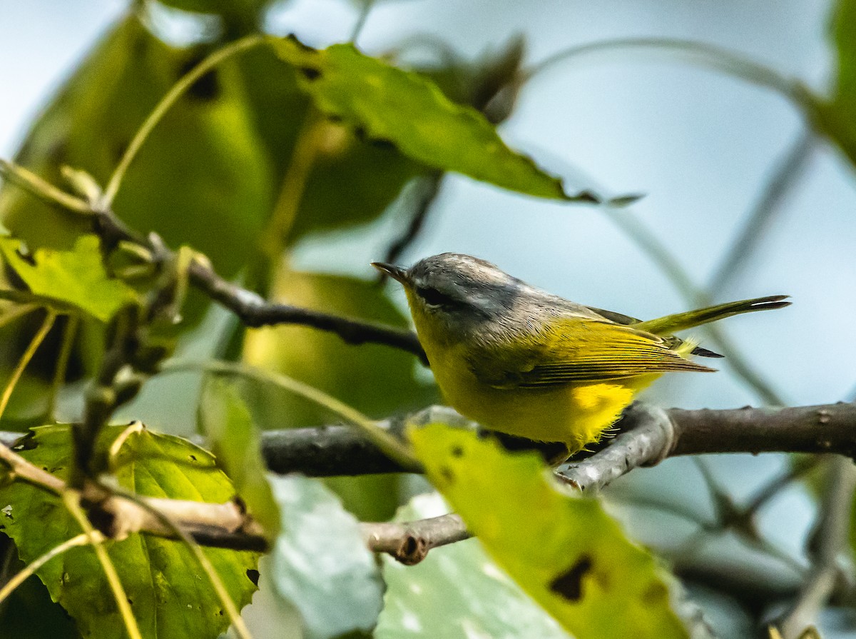 Gray-hooded Warbler - ML625246328