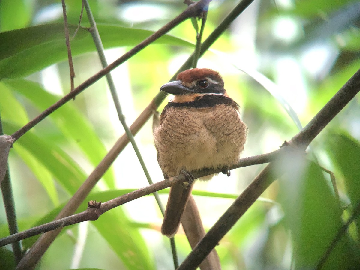 Chestnut-capped Puffbird - ML625246346