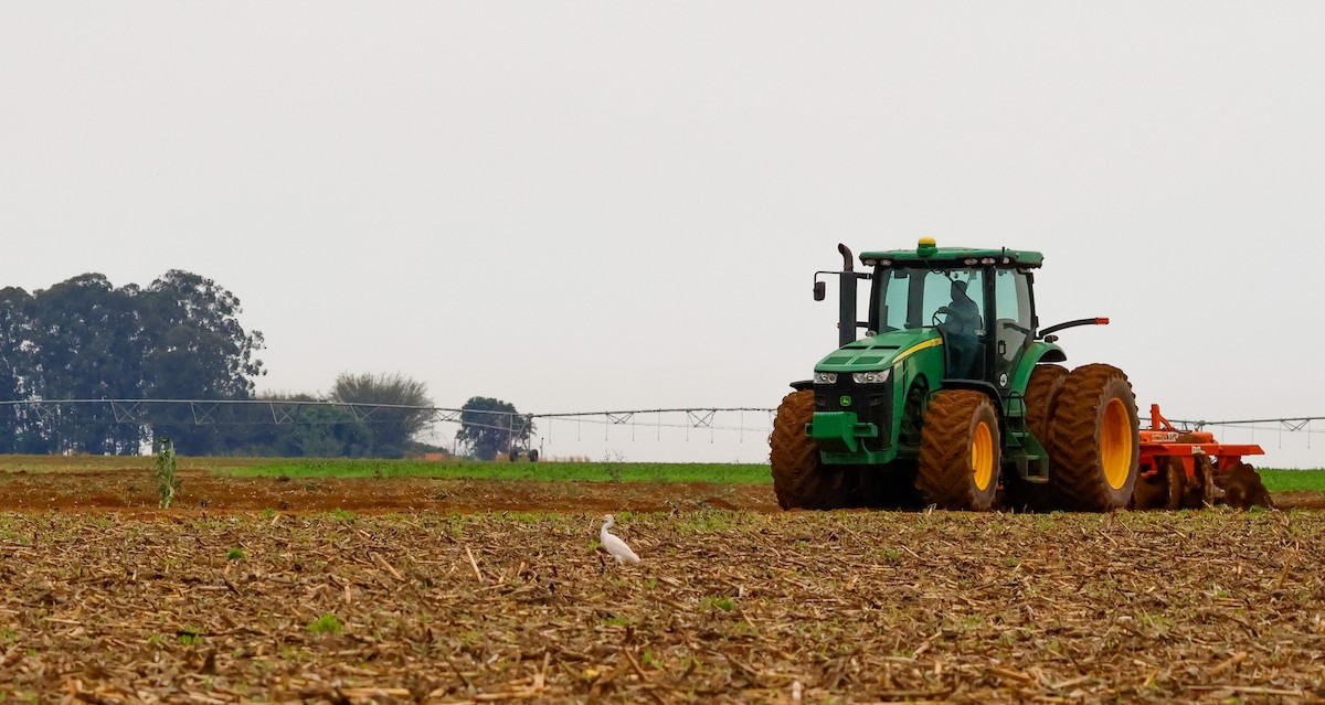 Western Cattle-Egret - ML625246354