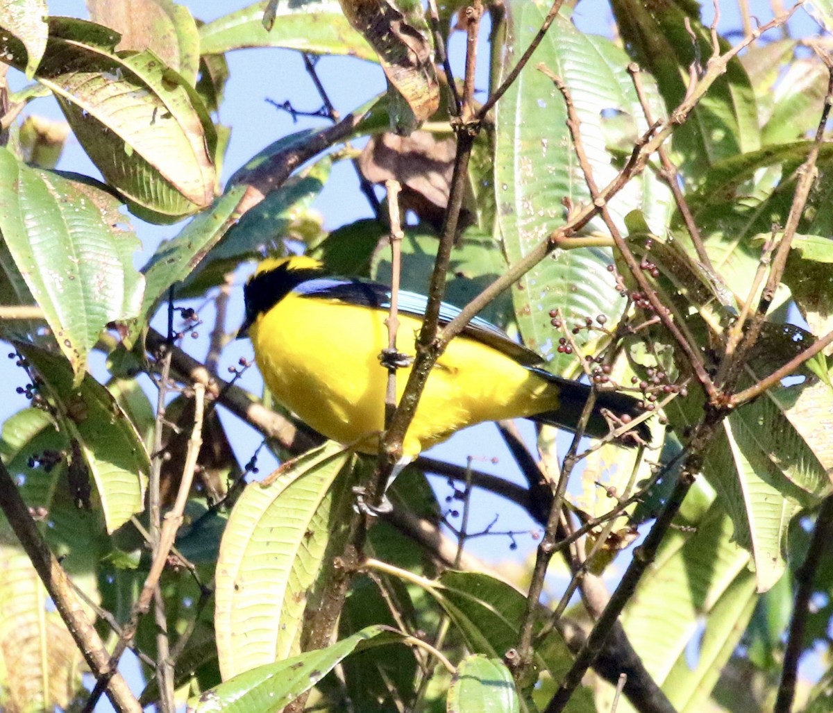 Tangara Aliazul - ML625246395