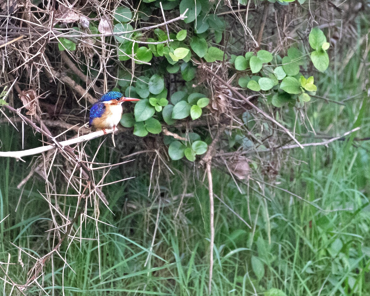 Malachite Kingfisher - ML625246401