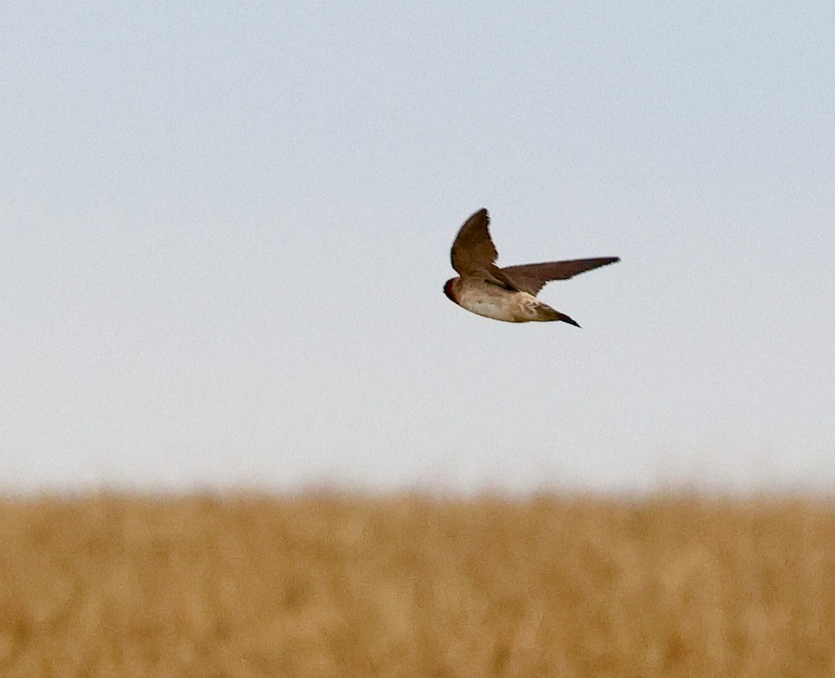 Cliff Swallow - ML625246402