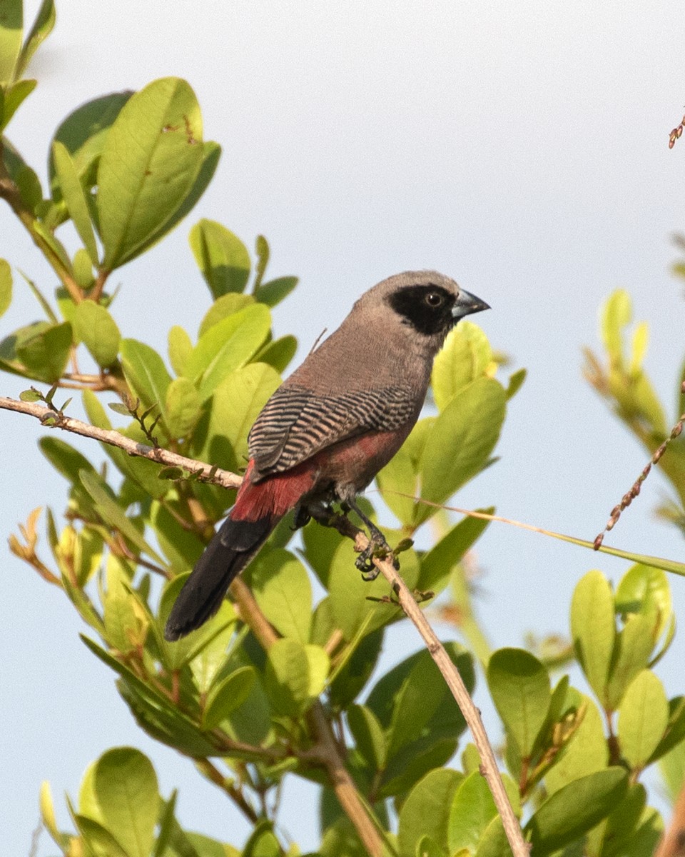 Black-faced Waxbill - ML625246445