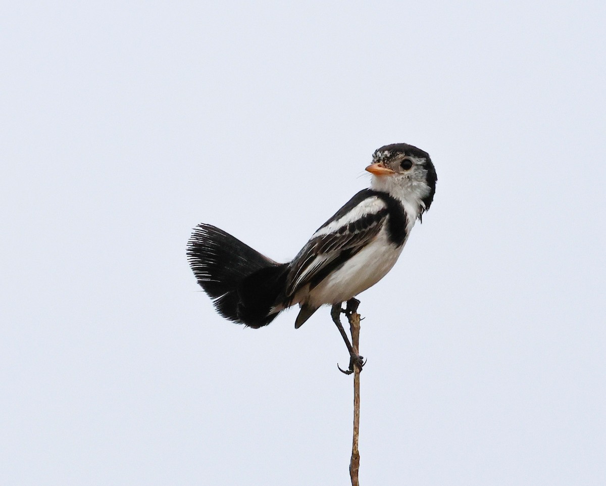 Cock-tailed Tyrant - ML625246448