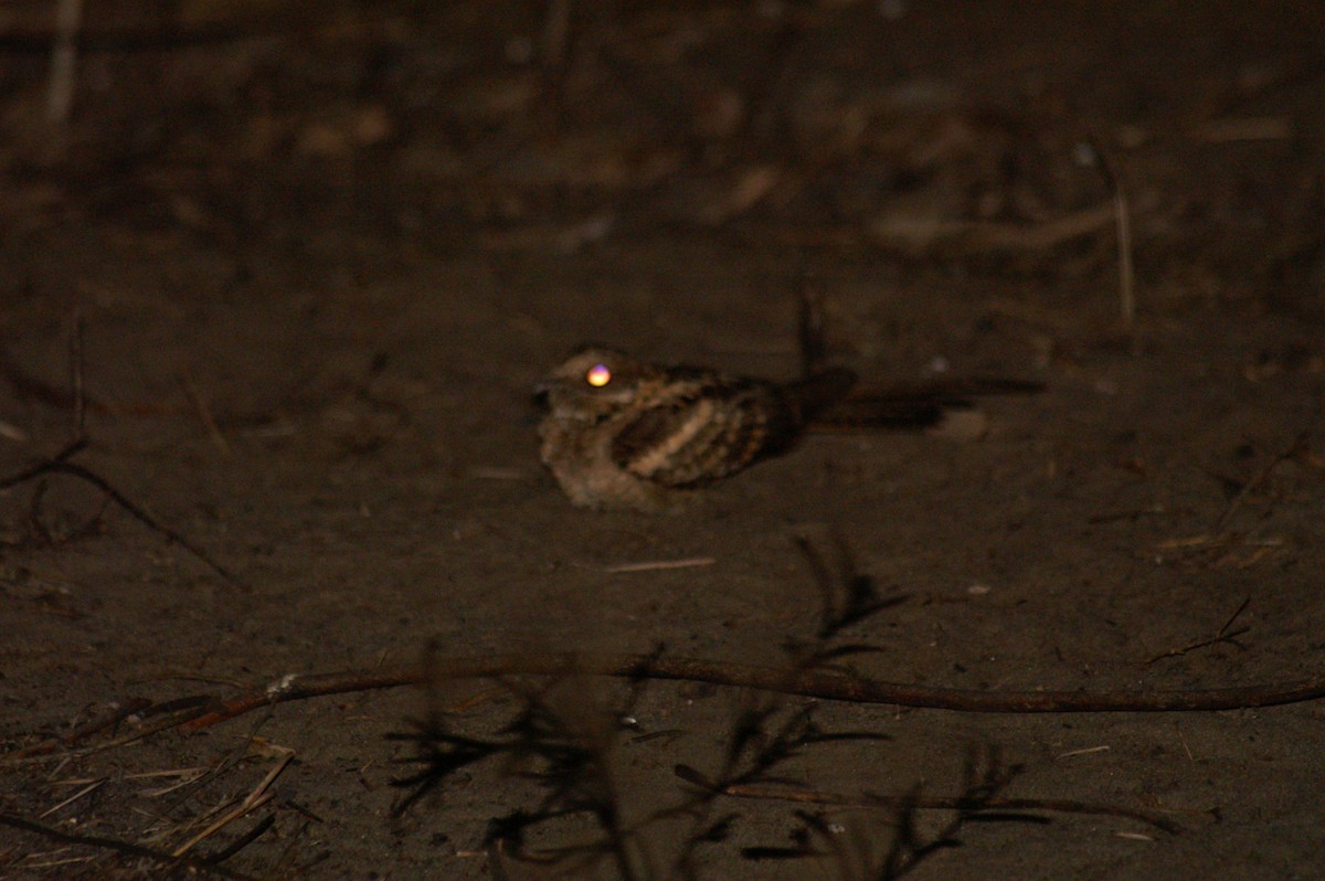 Long-tailed Nightjar - ML625246479