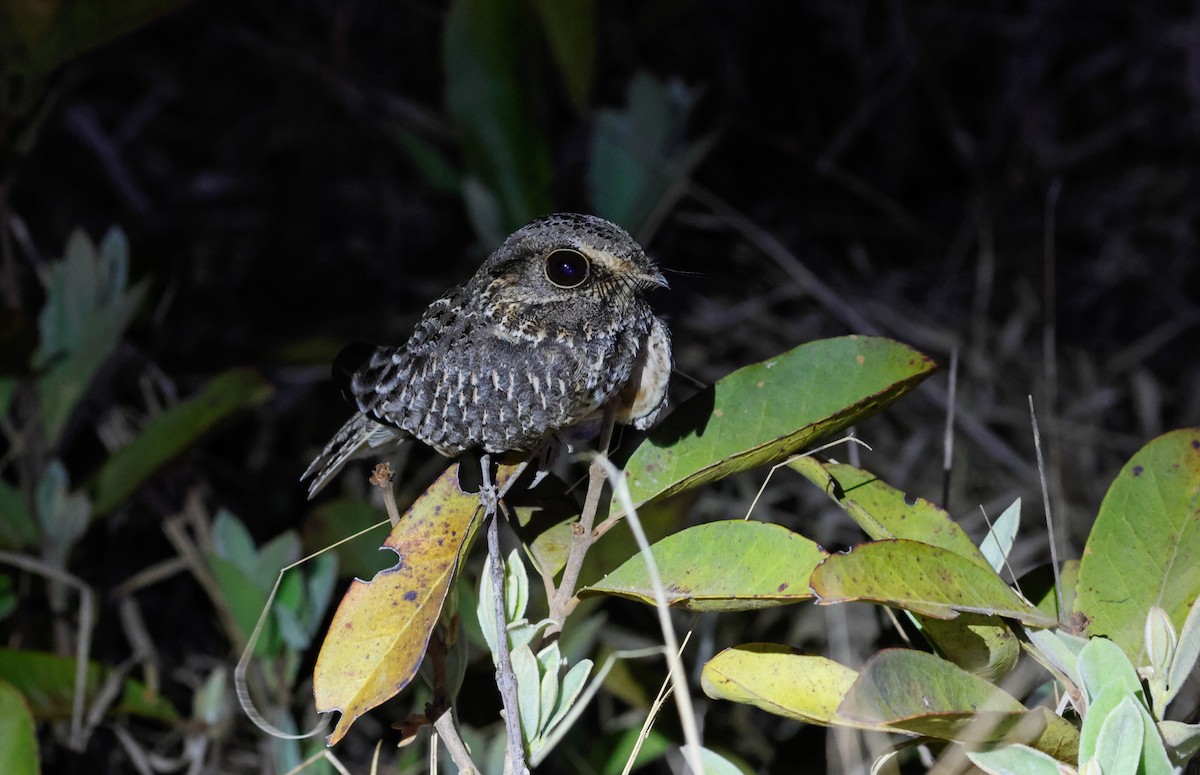 White-winged Nightjar - ML625246501