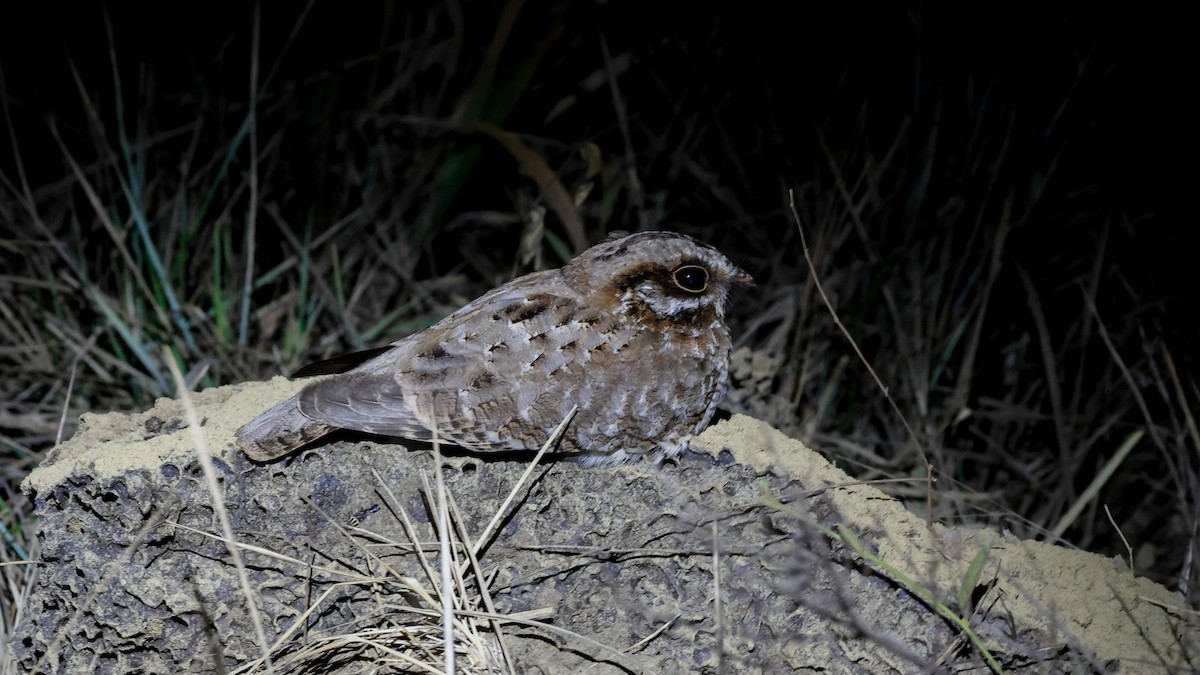 White-winged Nightjar - ML625246502