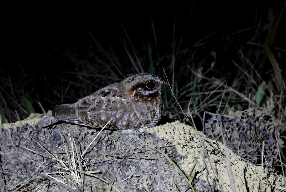 White-winged Nightjar - ML625246503