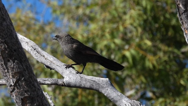 Apôtre gris - ML625246530