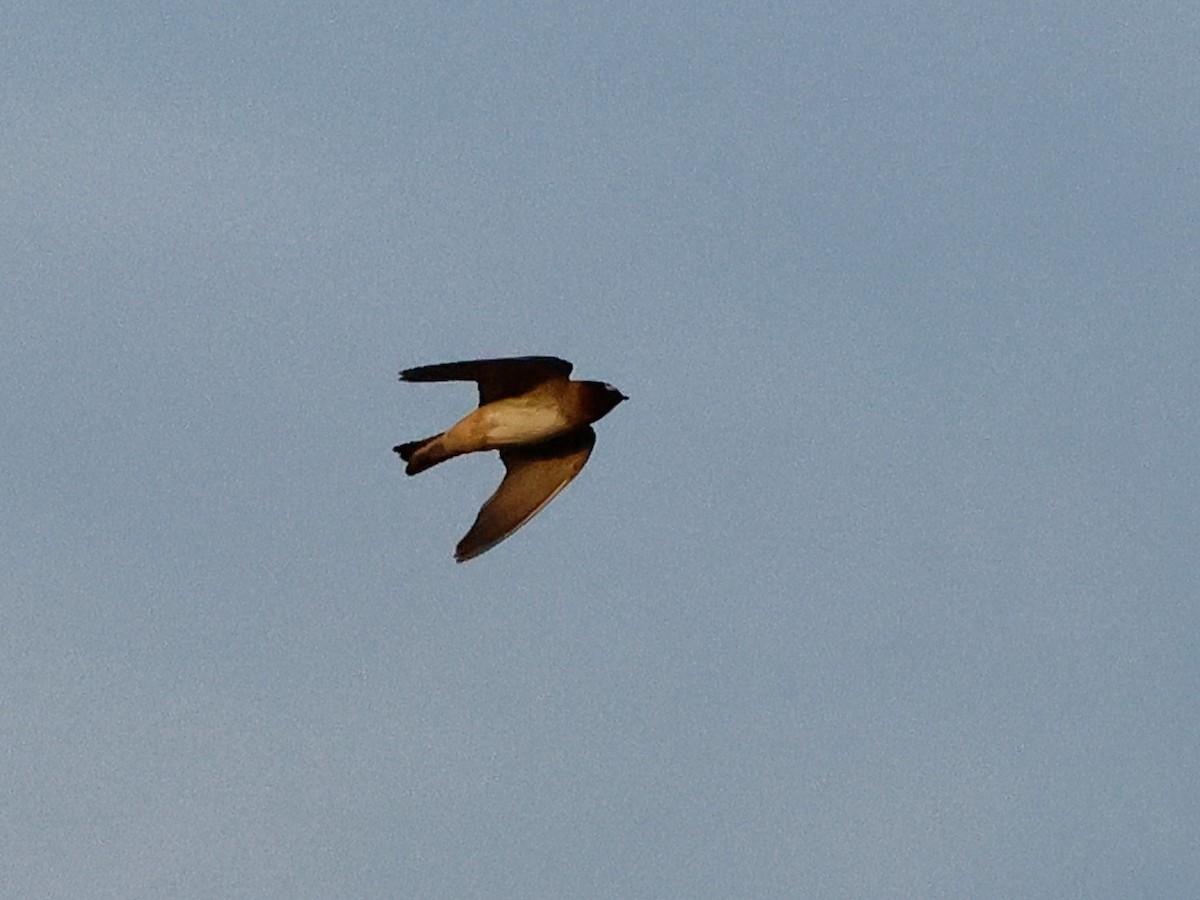 Cliff Swallow - ML625246546