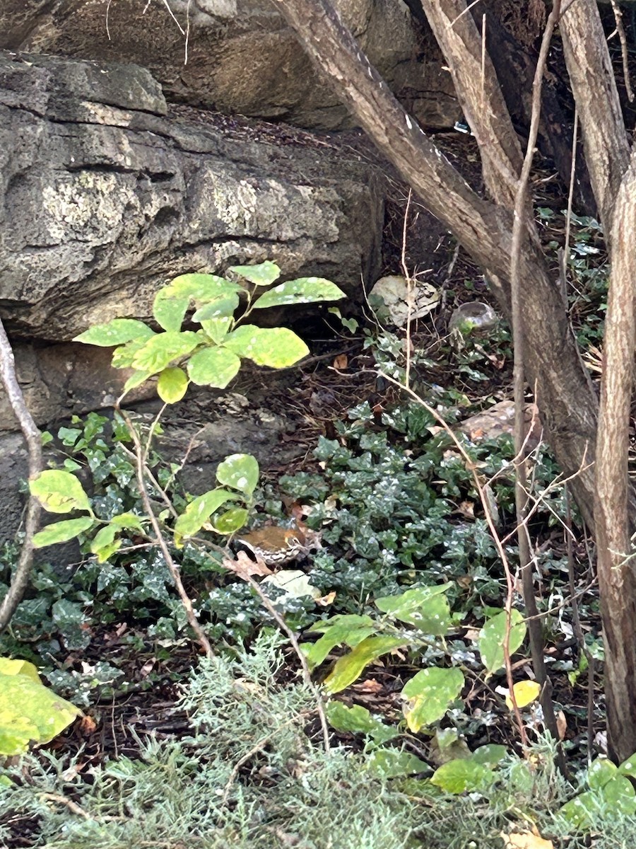 Wood Thrush - ML625246556