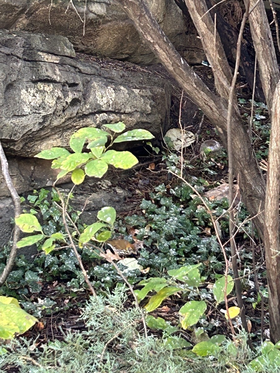 Wood Thrush - ML625246557