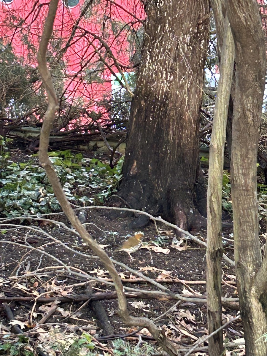 Wood Thrush - ML625246558